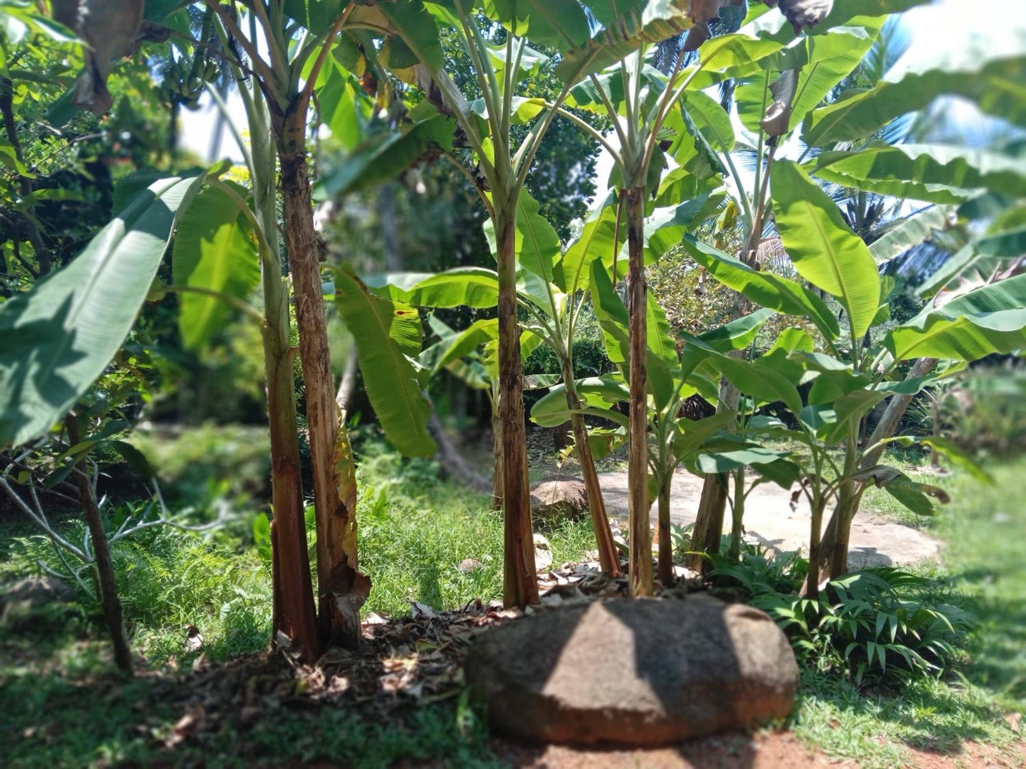 Guruwaththa Eco Lodge Hikkaduwa Zimmer foto